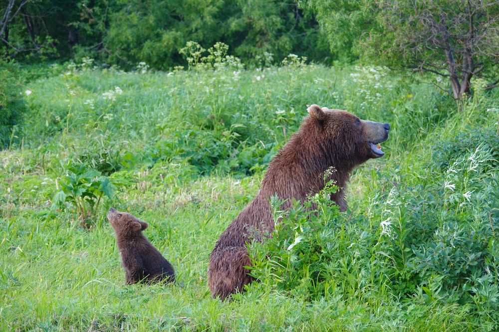 Помечтать за маминой спиной