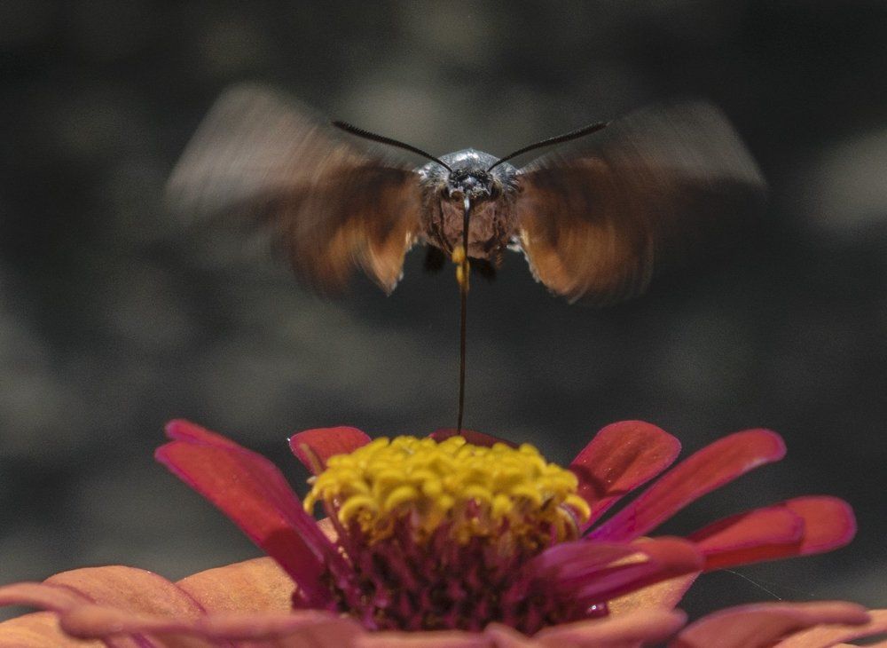 Цветочный вамп