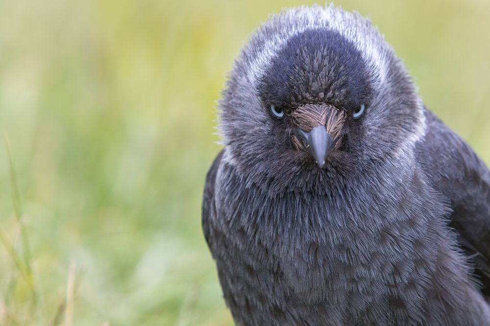 Брюнет с голубыми глазами