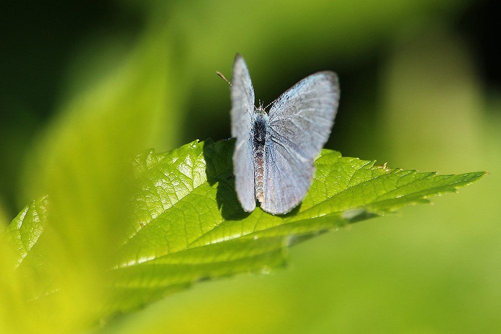 Голубая бабочка