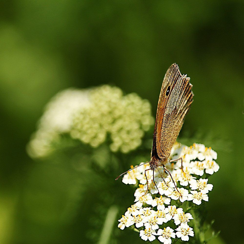 Откройте крылья, пожалуйста ...