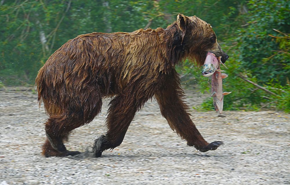 Удачливый рыболов