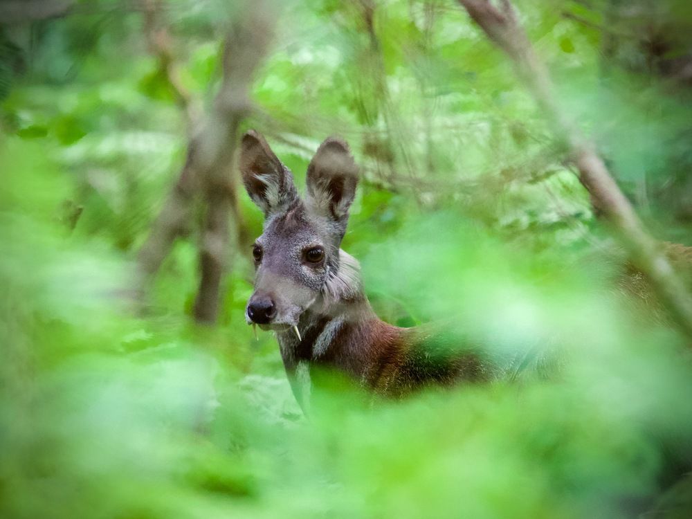 таёжный портрет