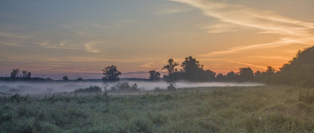Утро на лугу