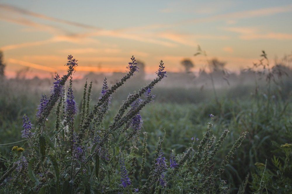 Утро на лугу