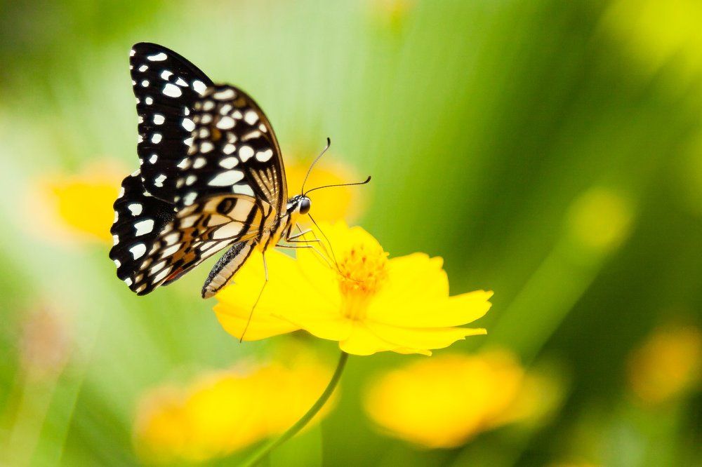 Photograph by Таланова Анна