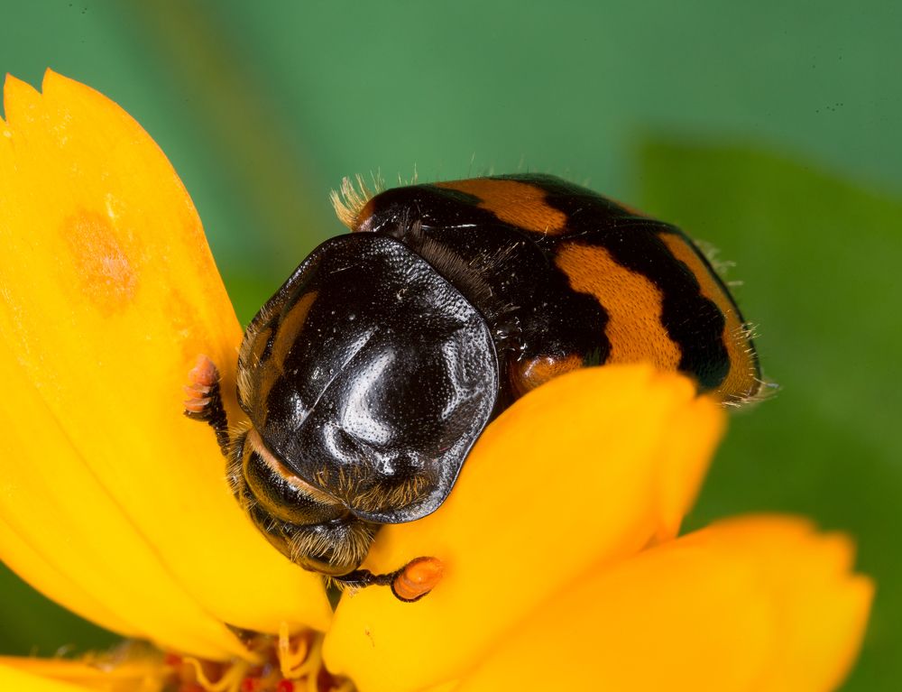 В поисках пищи