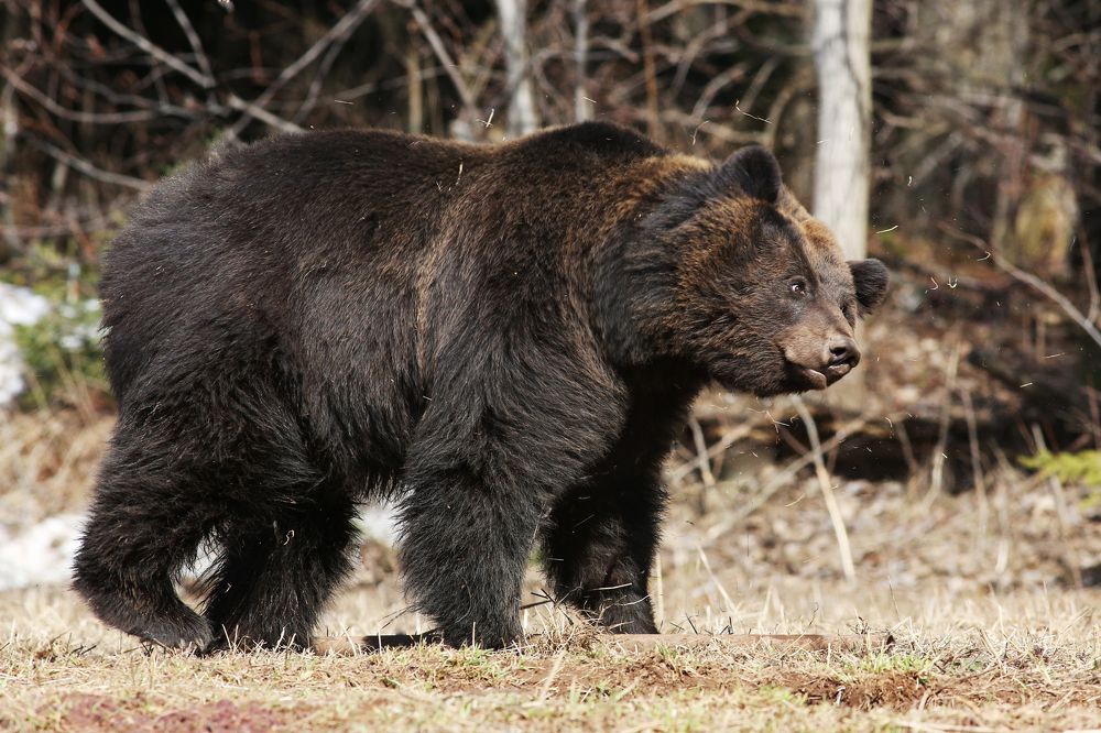 Эх! Встряхнусь!