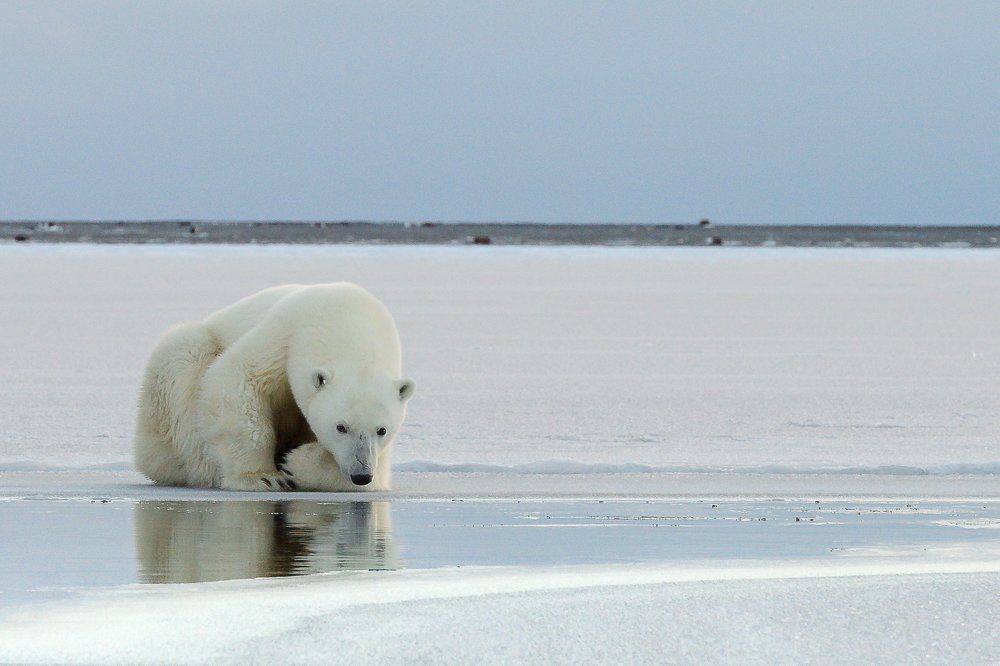 Терпеливый охотник