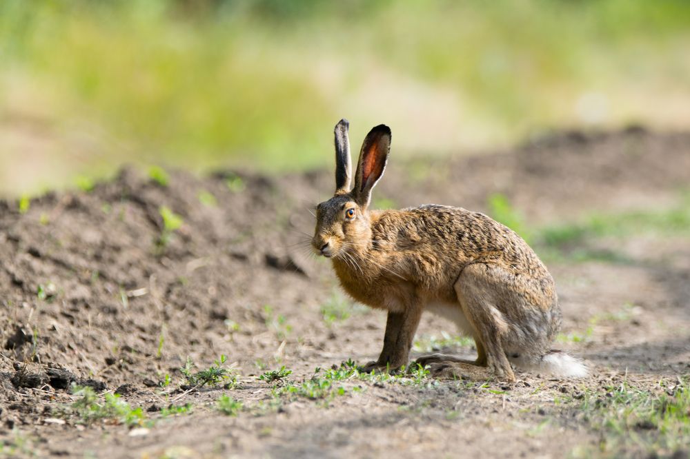 Солнечный зайчик
