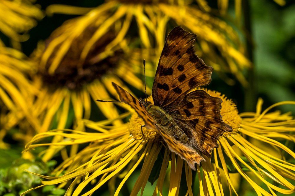 Хорошая маскировка :)