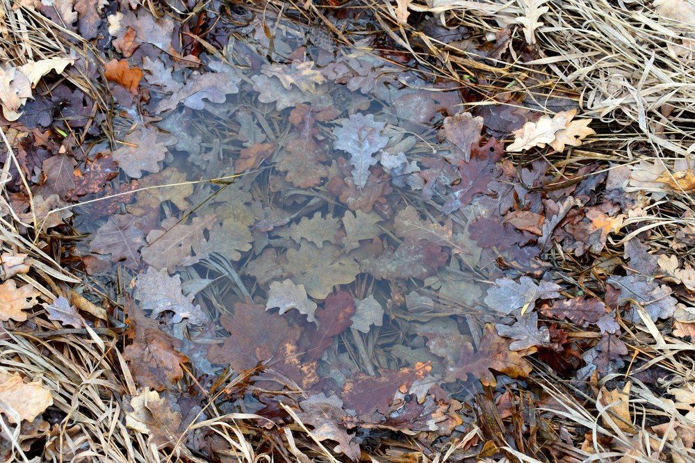 Осенняя лужа