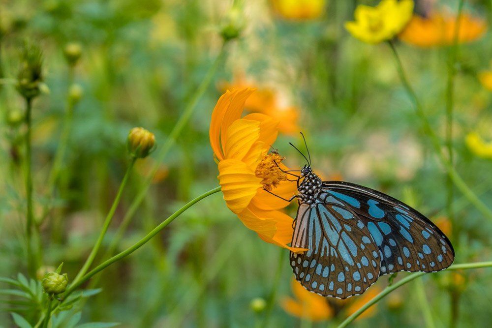 Butterfly Among Flowers