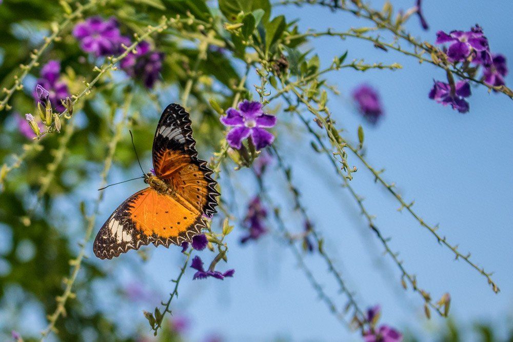 Blue Skies and Butterflies