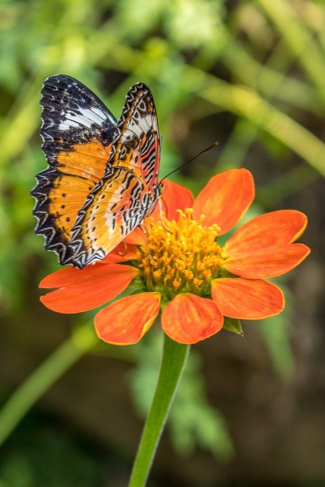 Butterfly on a Flower