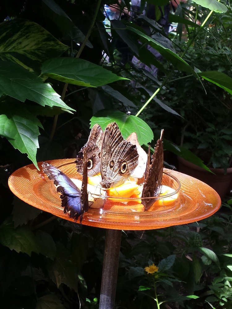 Пир бабочек