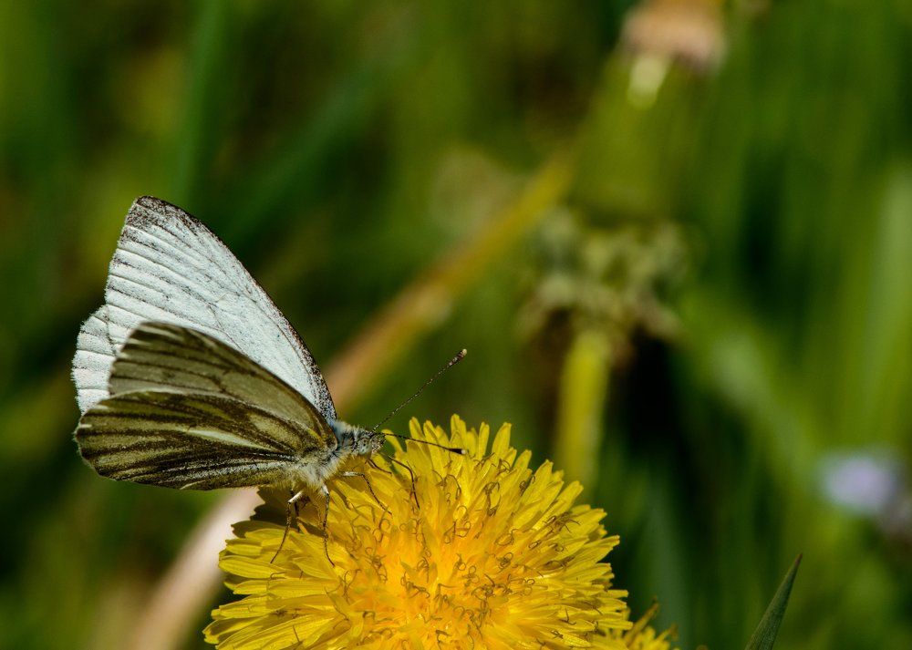 Бабочка села на нежный цветок