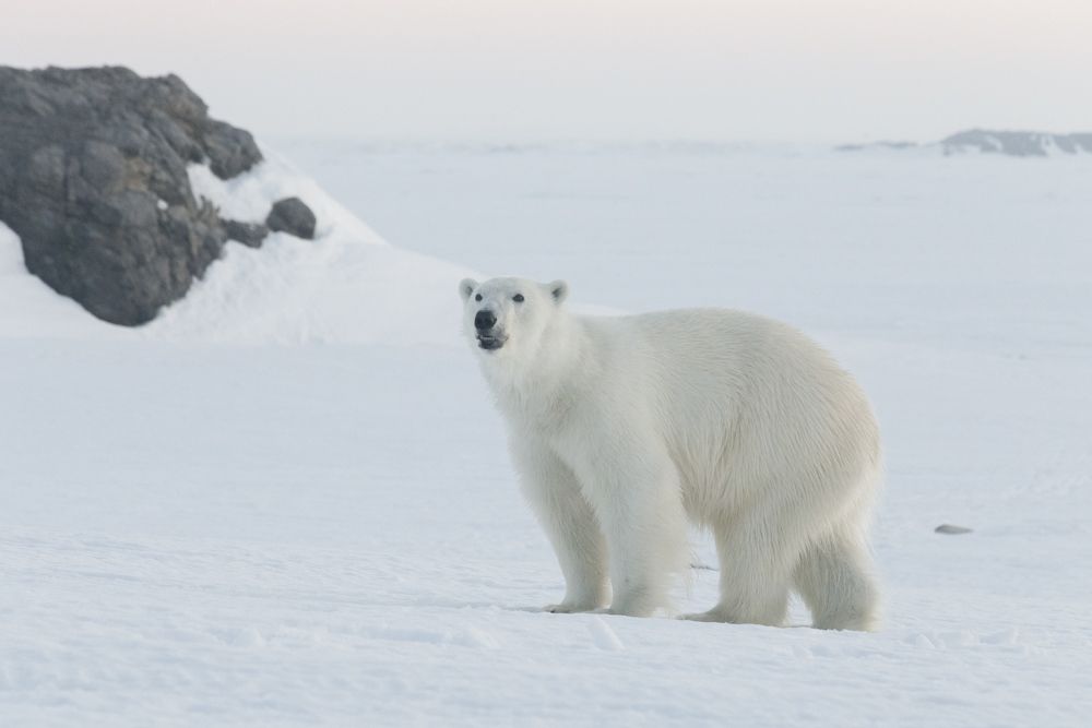 Хозяин Арктики