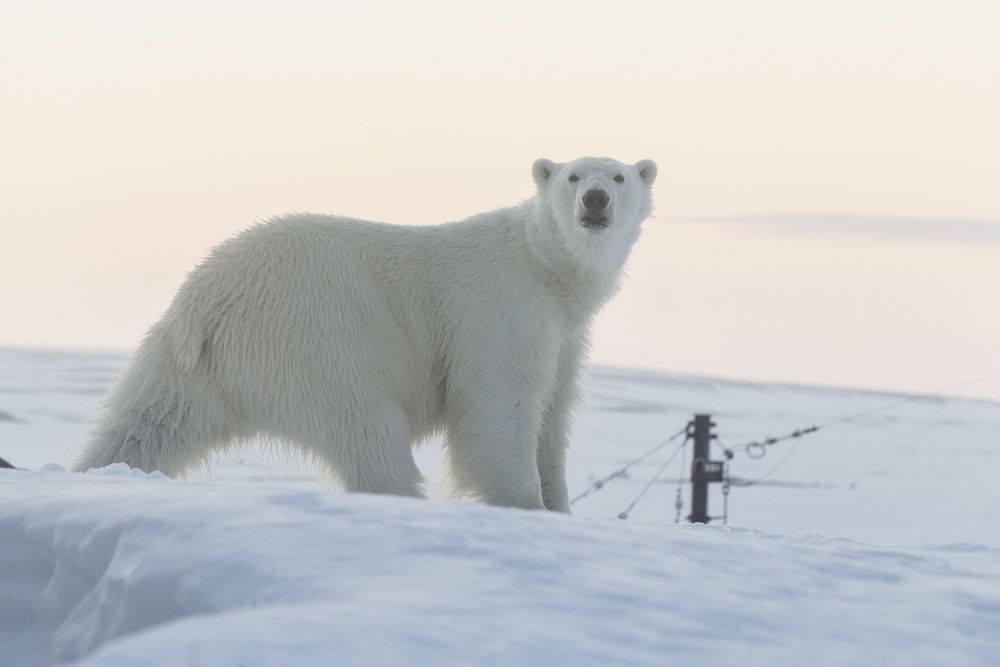 Белое удивление