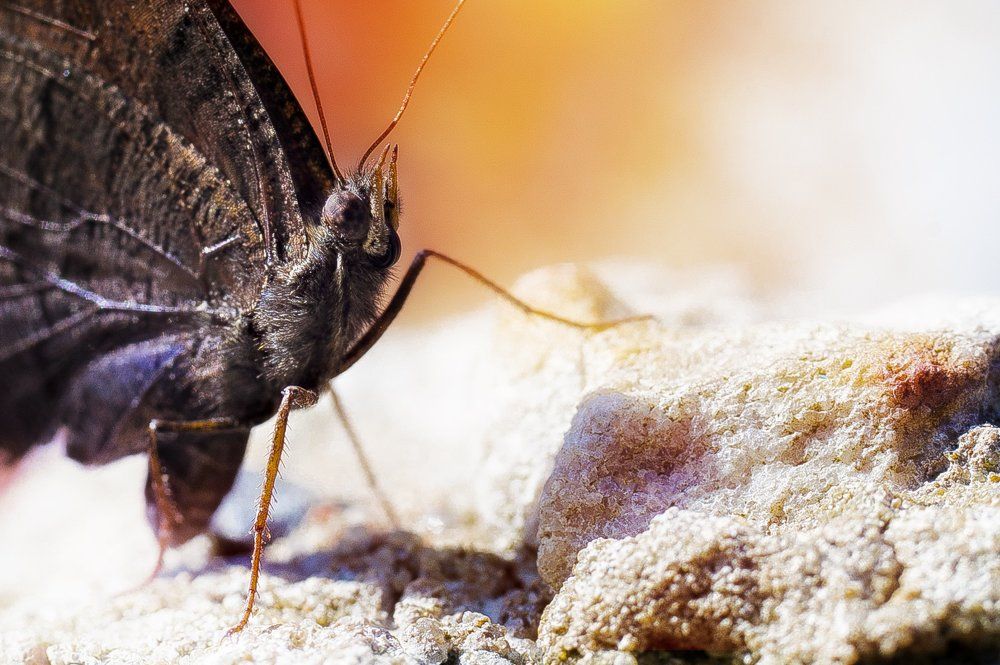 Прекрасное рядом