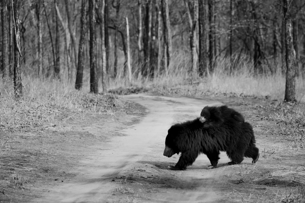 Mother bear with Cub