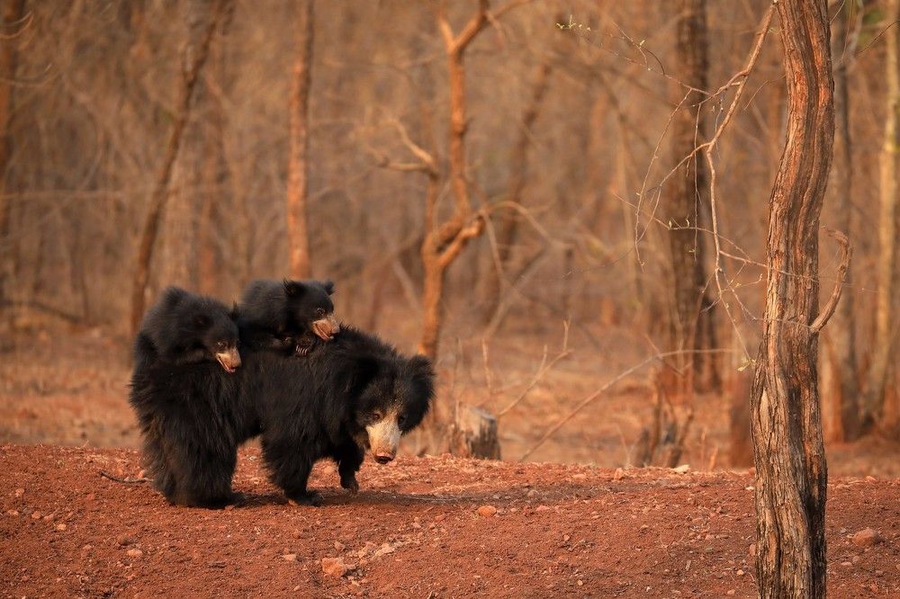 Sloth bear with two cubs