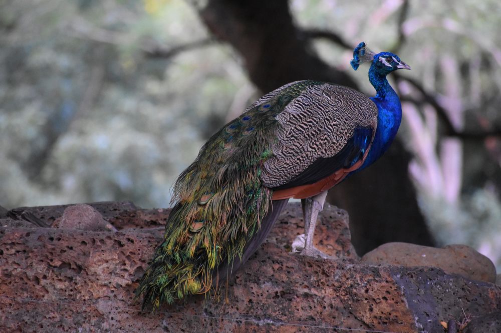 Peacock ...a beautiful creation