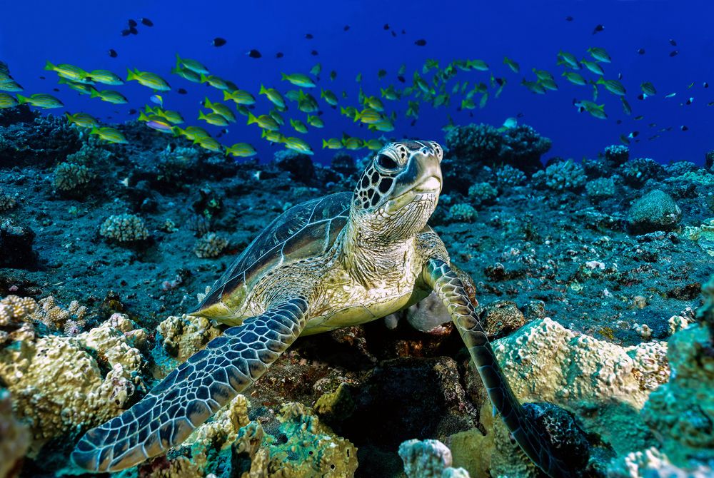 Paysage sous marin 01