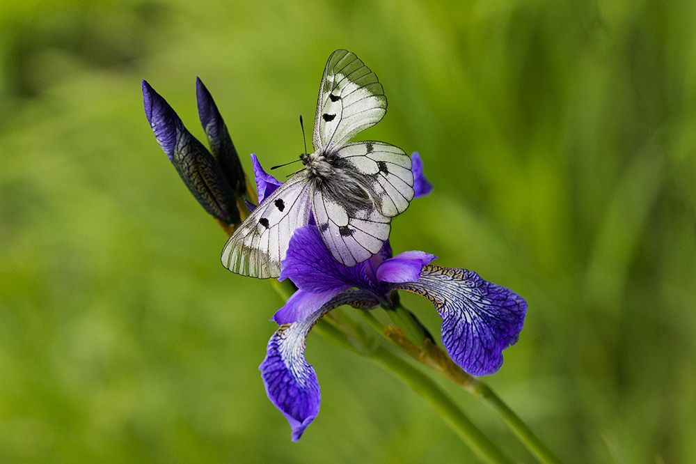 Photograph by Ирина Костова