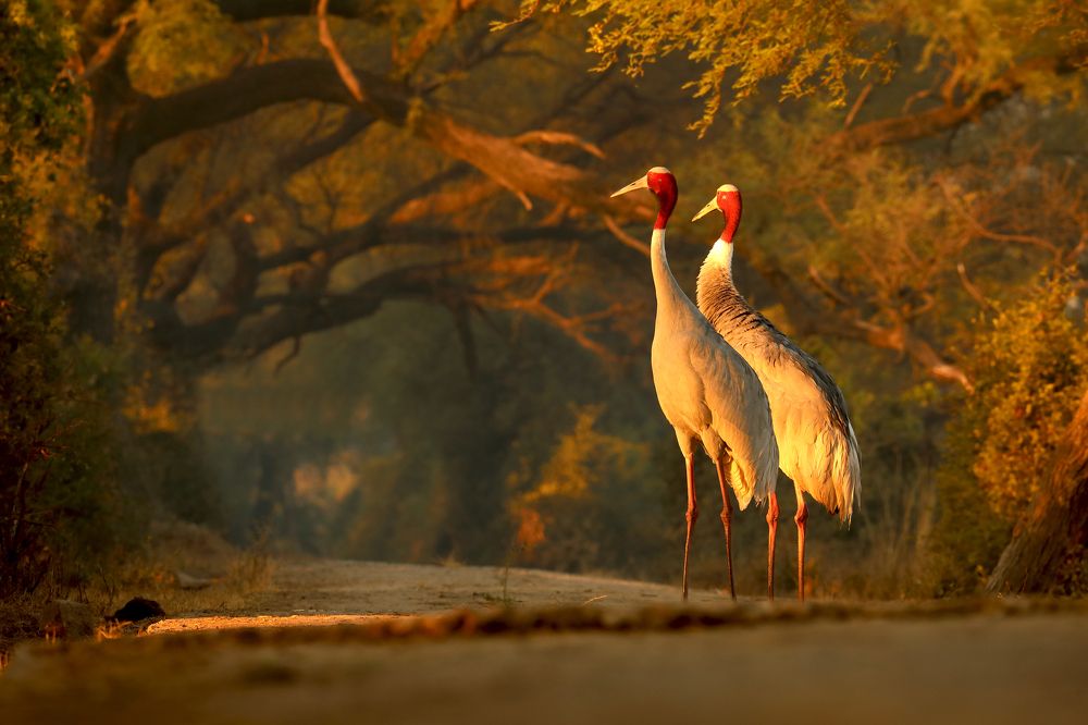 Sarus Pair