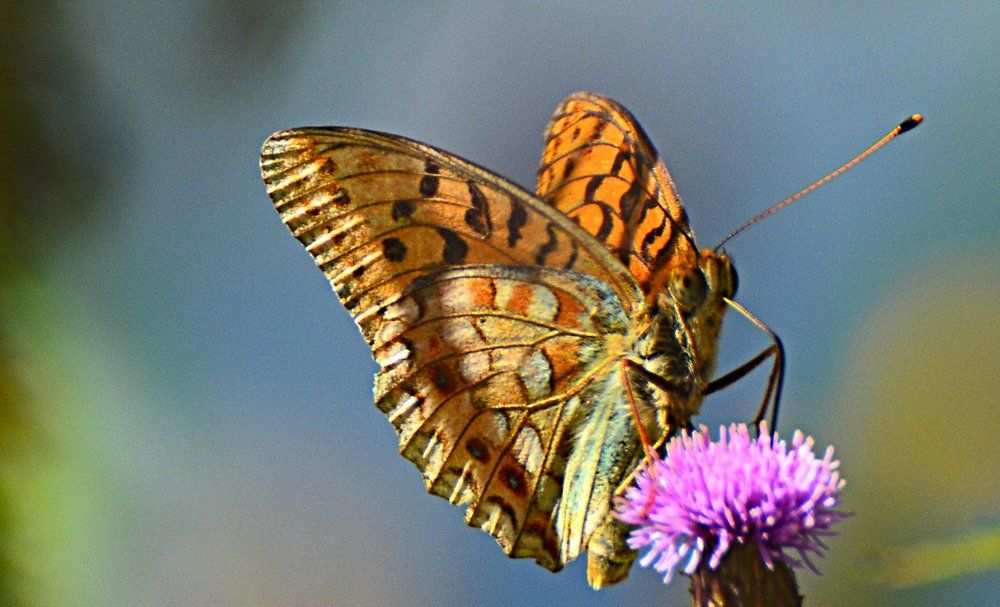 Photograph by Максим