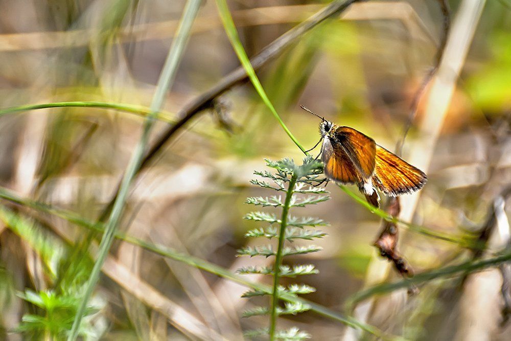 Фотография автора Игорь Иванов
