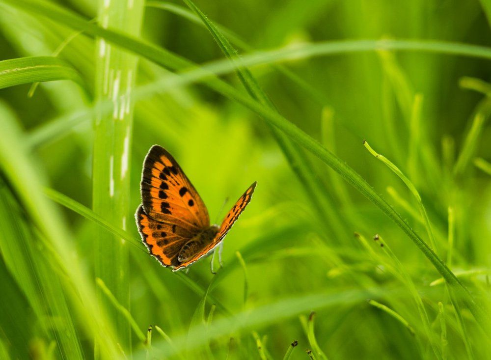 бабочка-красавица