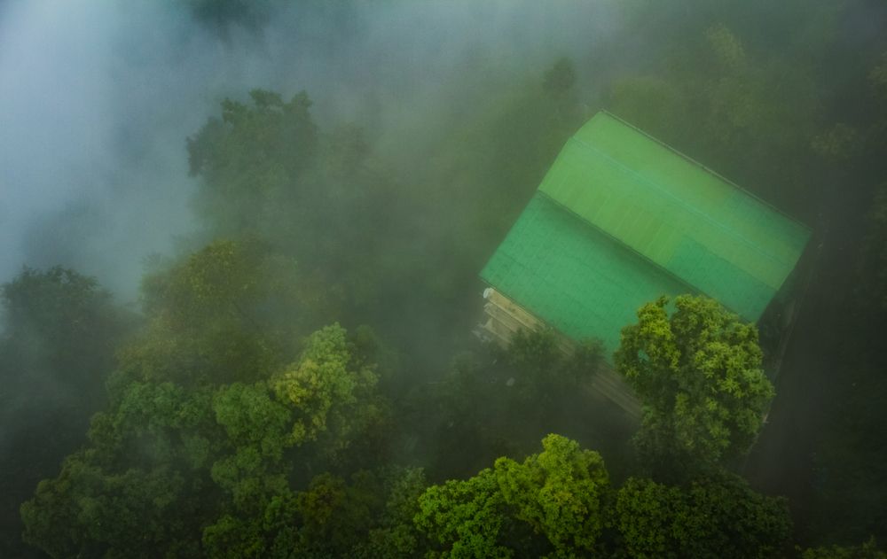 Mystical Forest