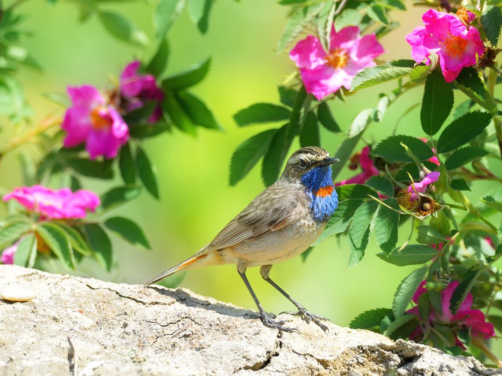 Песни цветущих лугов