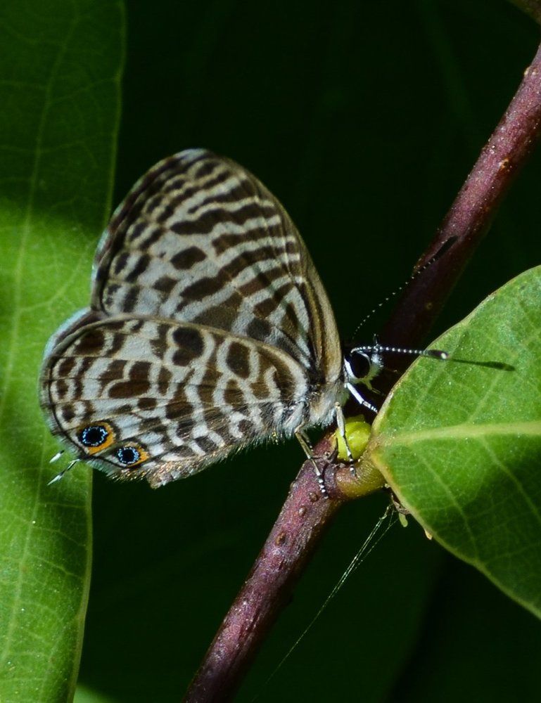 Marbled white