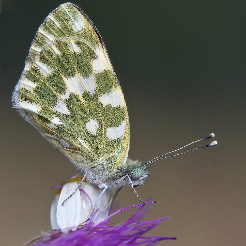 Капустница)