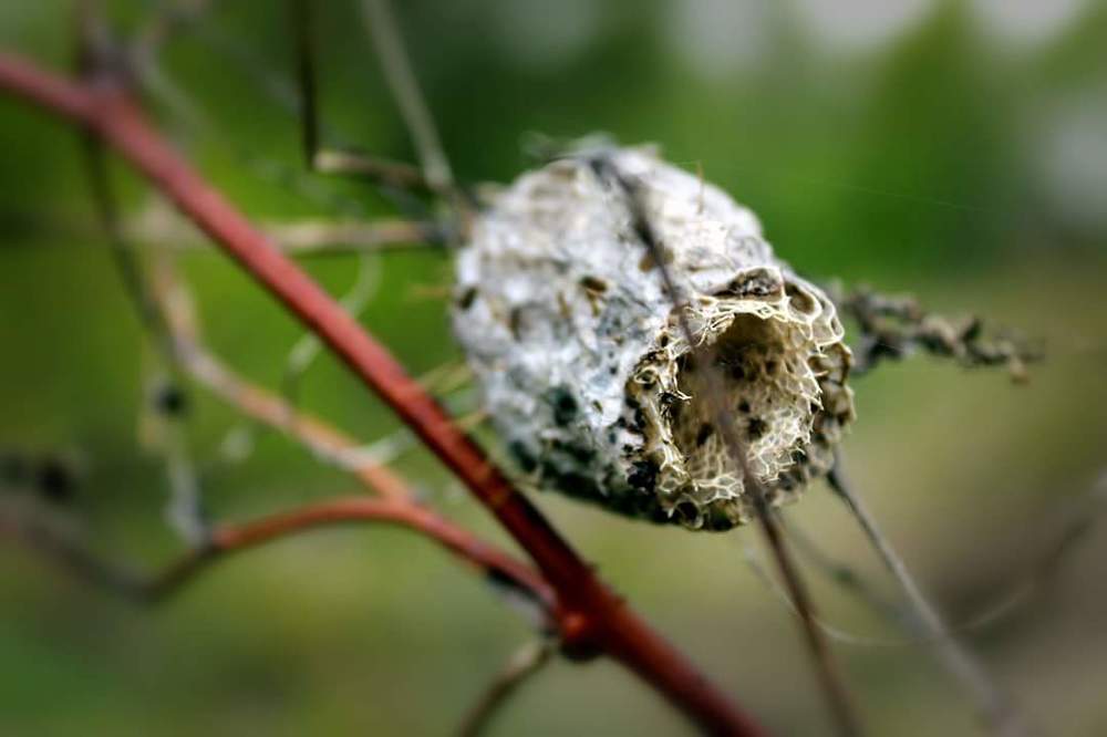 Таинственный цветок