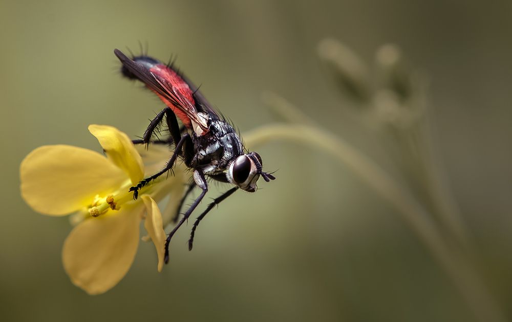 Сад с горчичное зерно