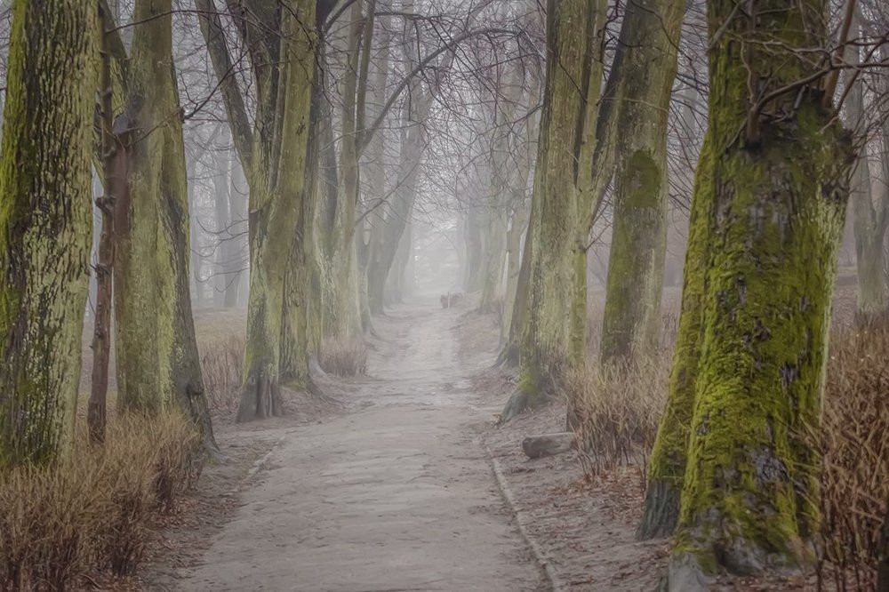 Старые аллеи