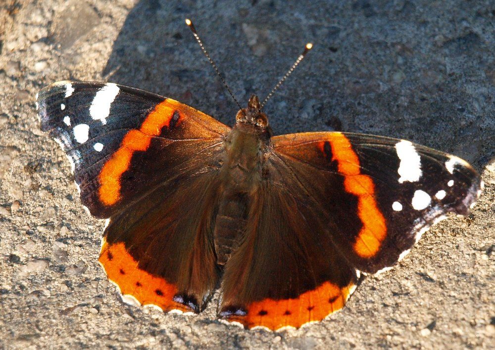 "Адмирал" на берегу...