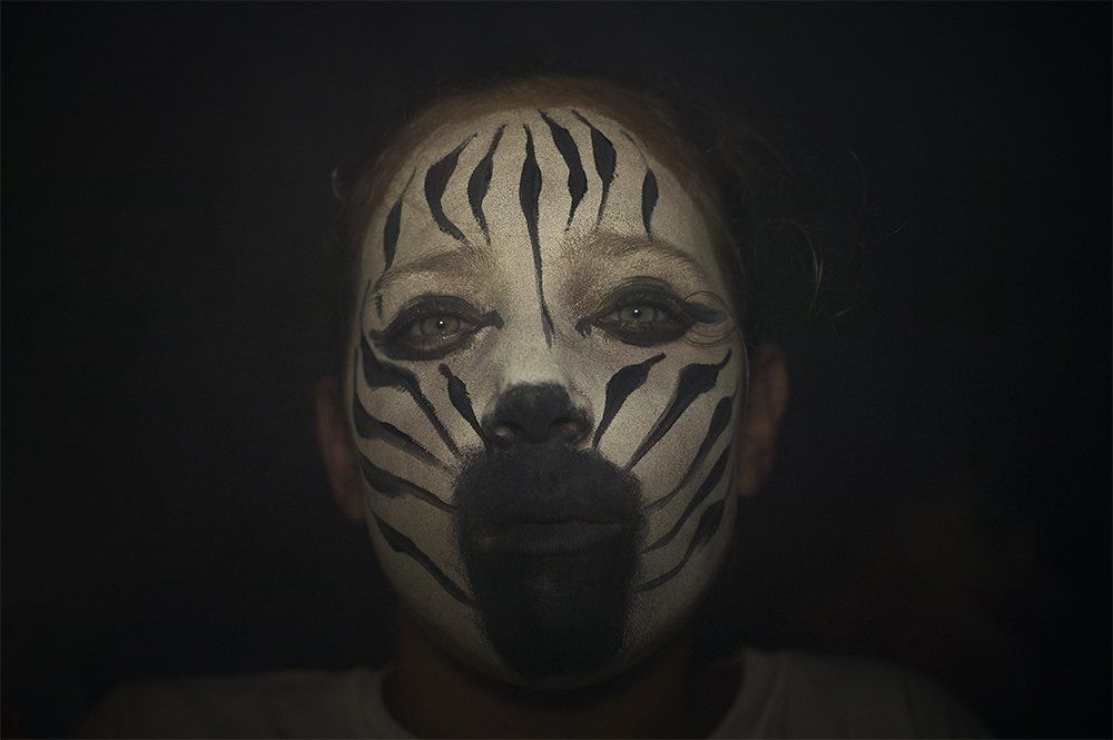 Young Zebra