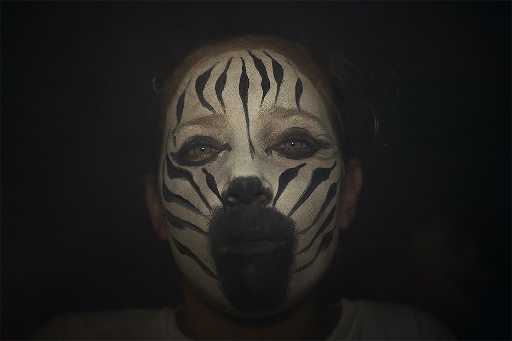 Young Zebra