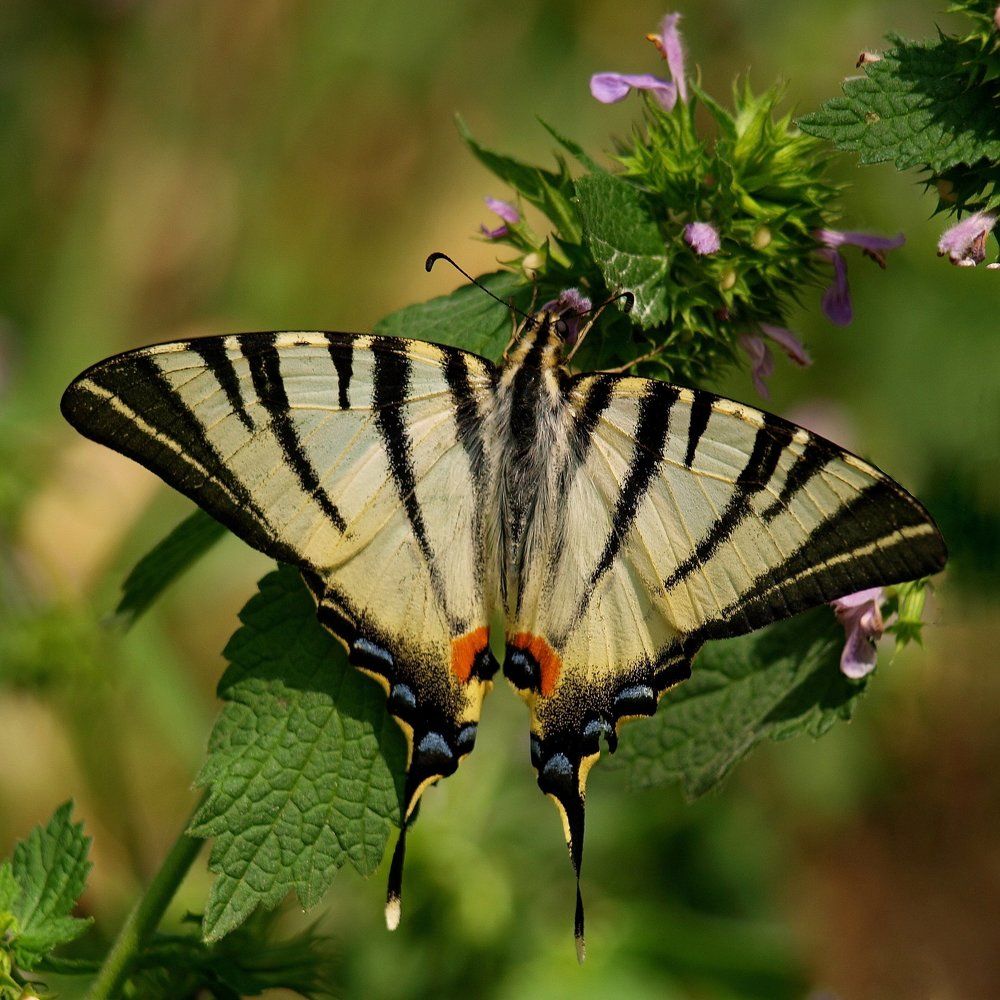Разгар лета...