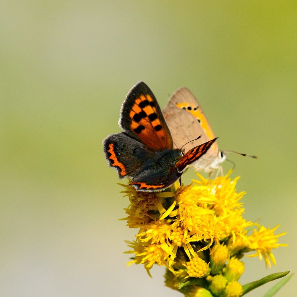 Photograph by Vitalijs Mironovs