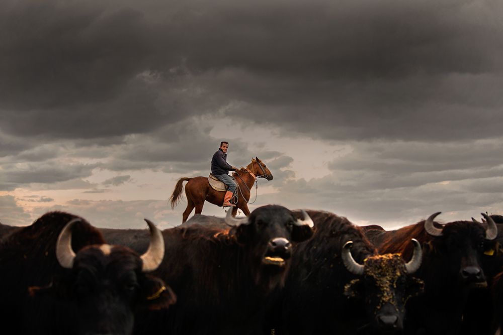 water buffalos and cowboy