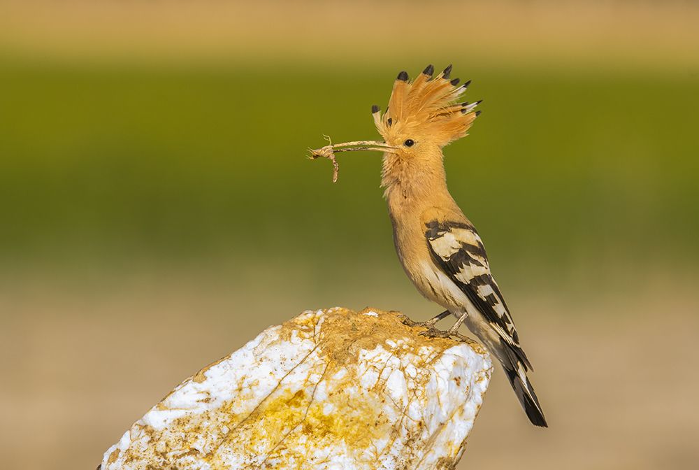 hoopoe hunting