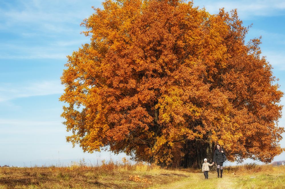 Дубовая аллея