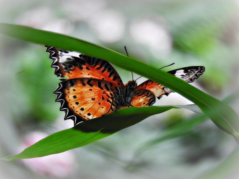 Данаида монарх (Danaus plexippus)