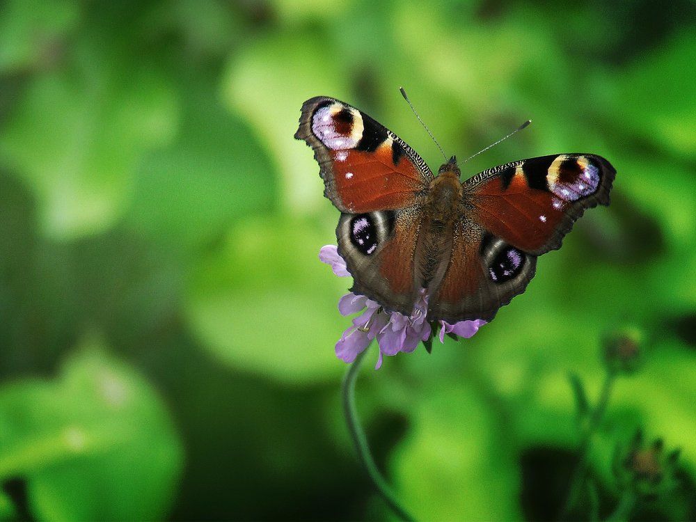 Павлиний глаз ( лат.Aglais io)